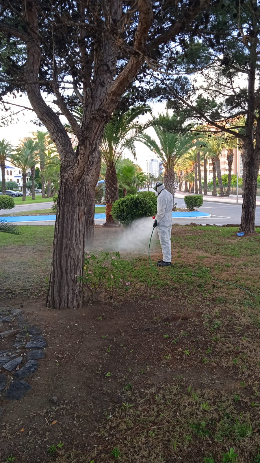 El Ayuntamiento de San Javier intensifica la lucha contra los mosquitos 